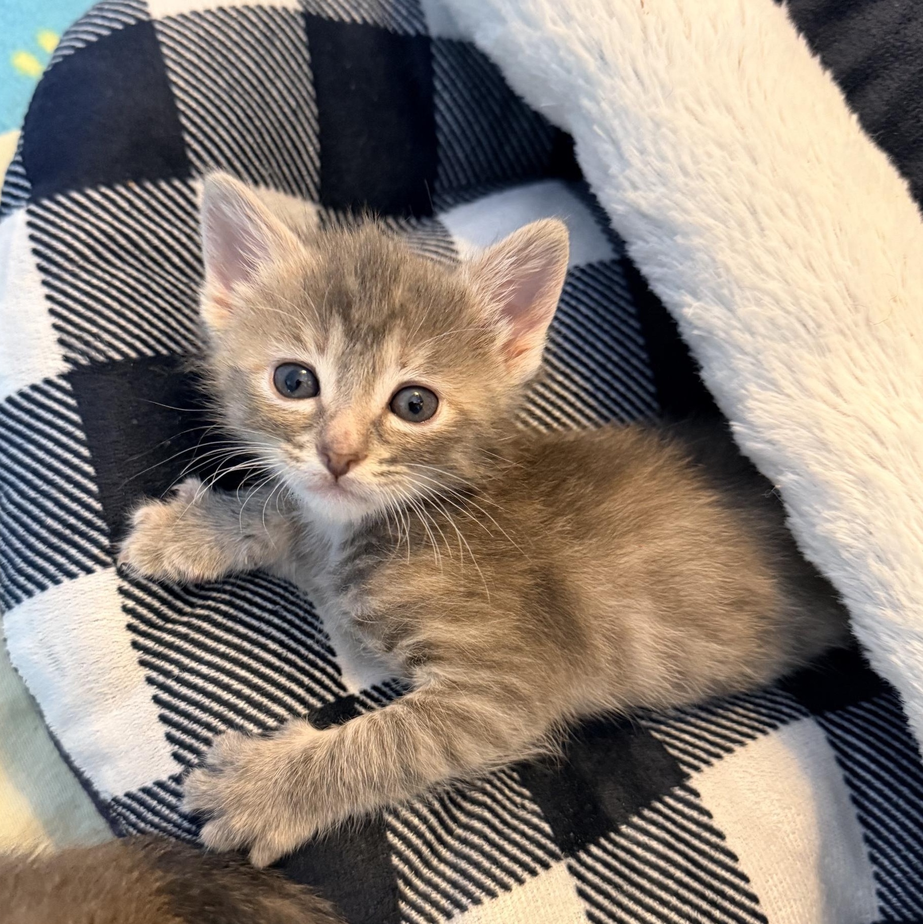 Wilder - Athens, GA, adopted, Kitten Female Domestic Short Hair.
