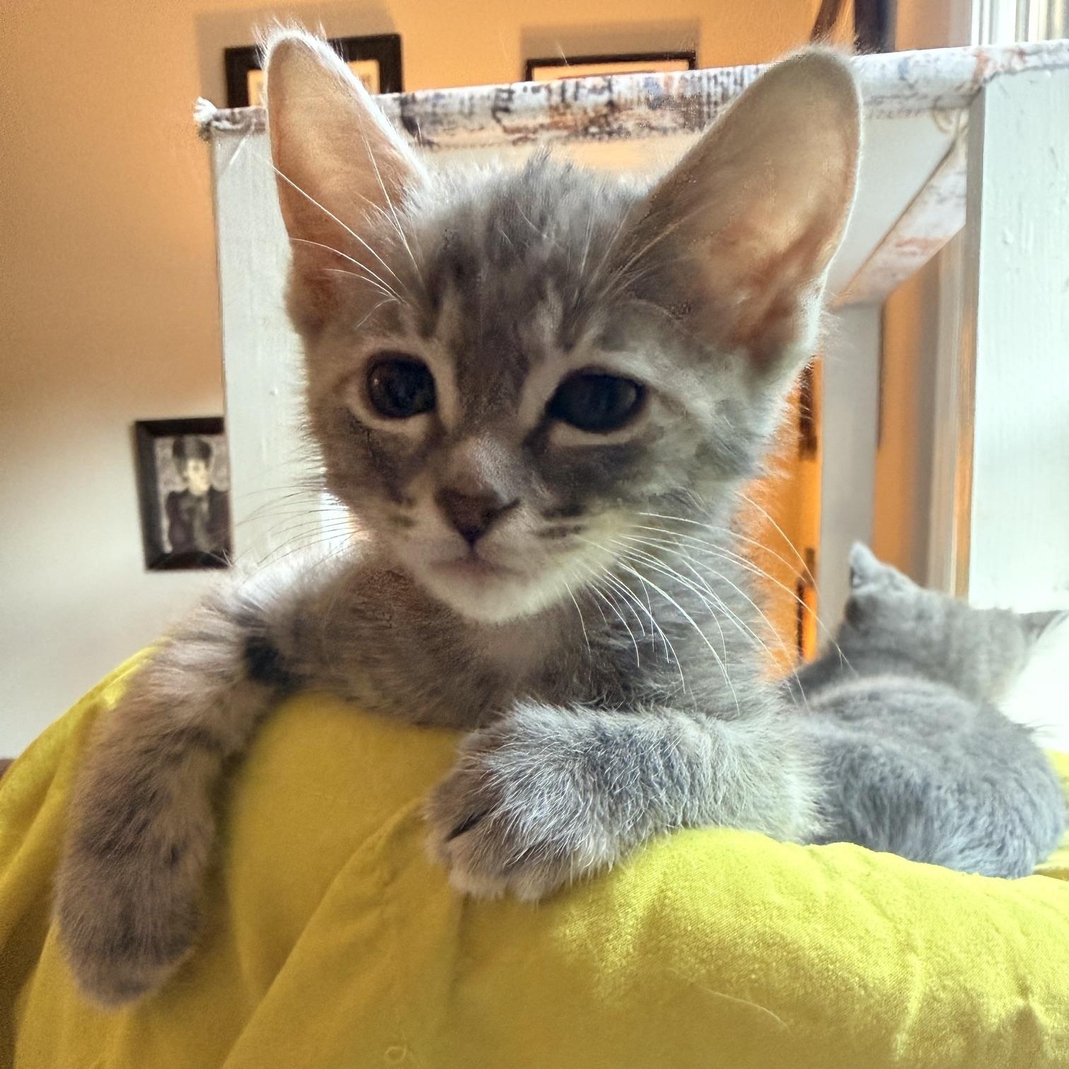 Enlarge Wilder - Athens, GA, an adopted Domestic Short Hair in Athens, GA image 2/5