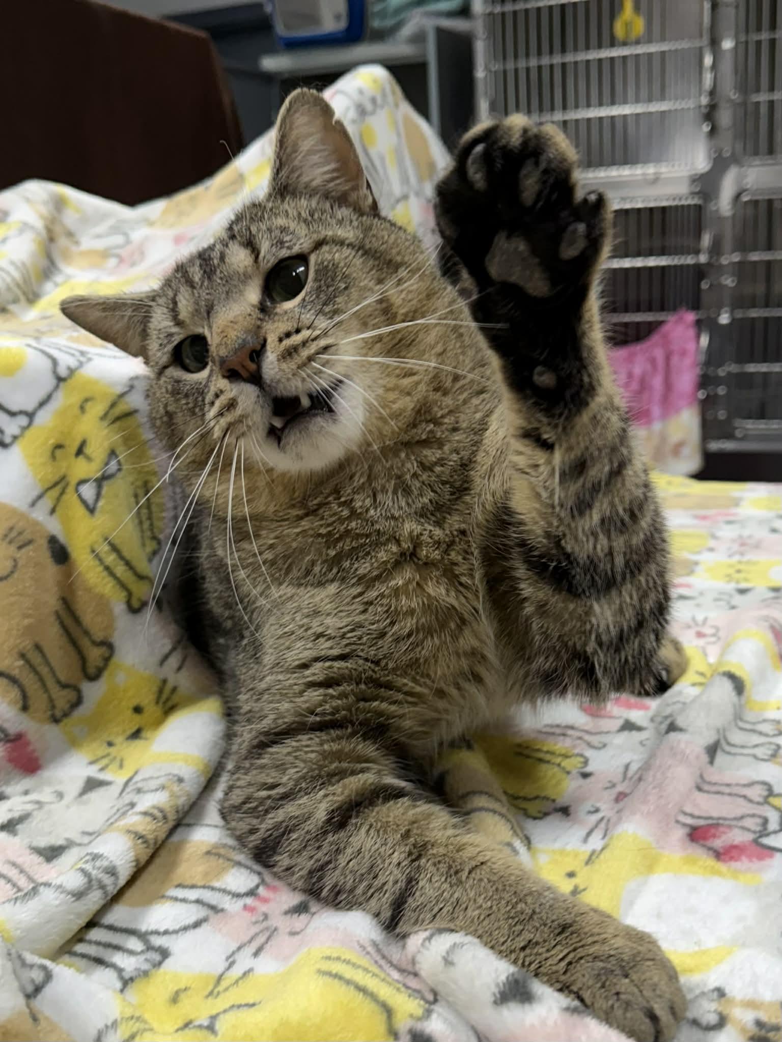 Enlarge Chopsticks, a ADOPTABLE Domestic Short Hair in Martinsville, IN image 1/2