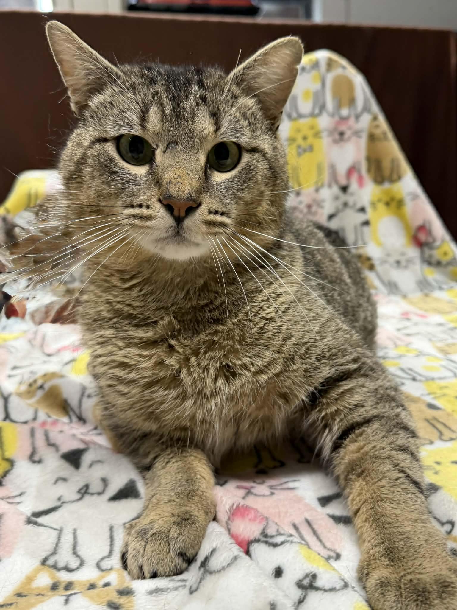 Enlarge Chopsticks, a ADOPTABLE Domestic Short Hair in Martinsville, IN image 2/2