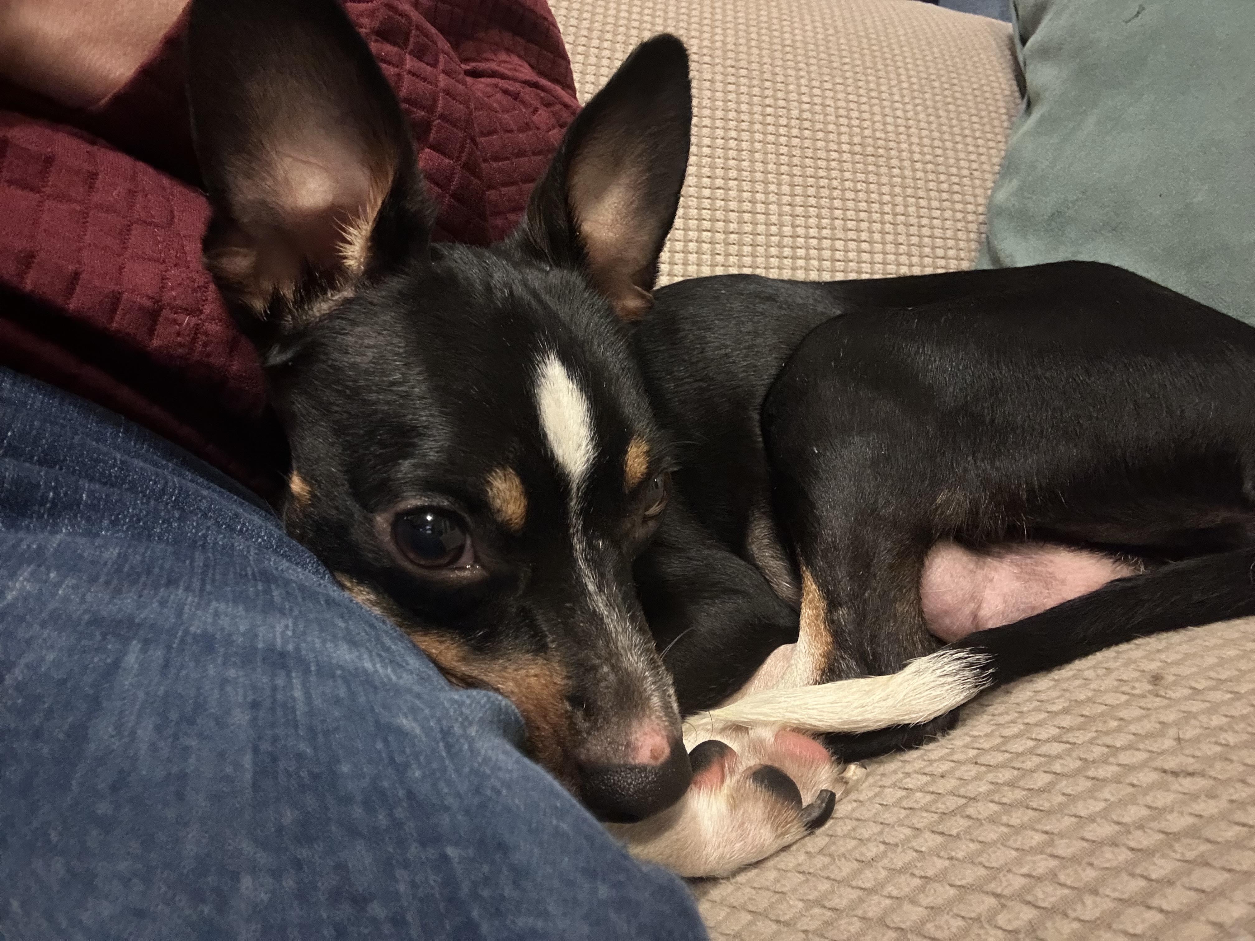 Trixie, a ADOPTABLE Mixed Breed in Rochester , NY image 4/6
