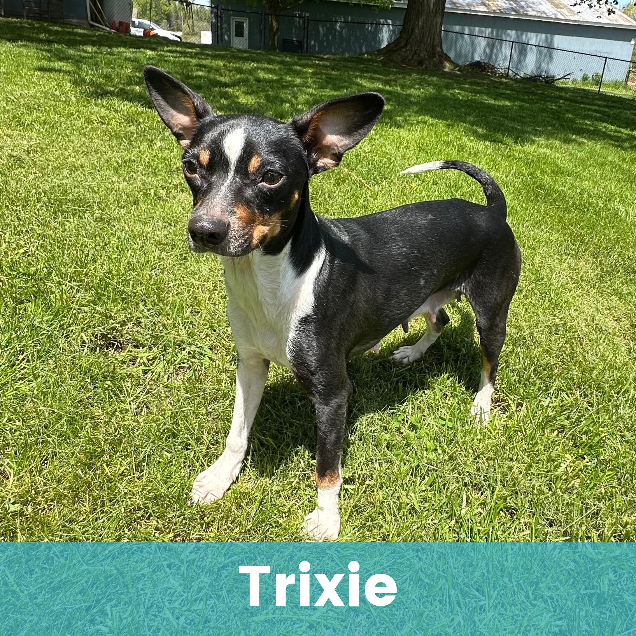 Trixie, ADOPTABLE, Adult Female Mixed Breed.