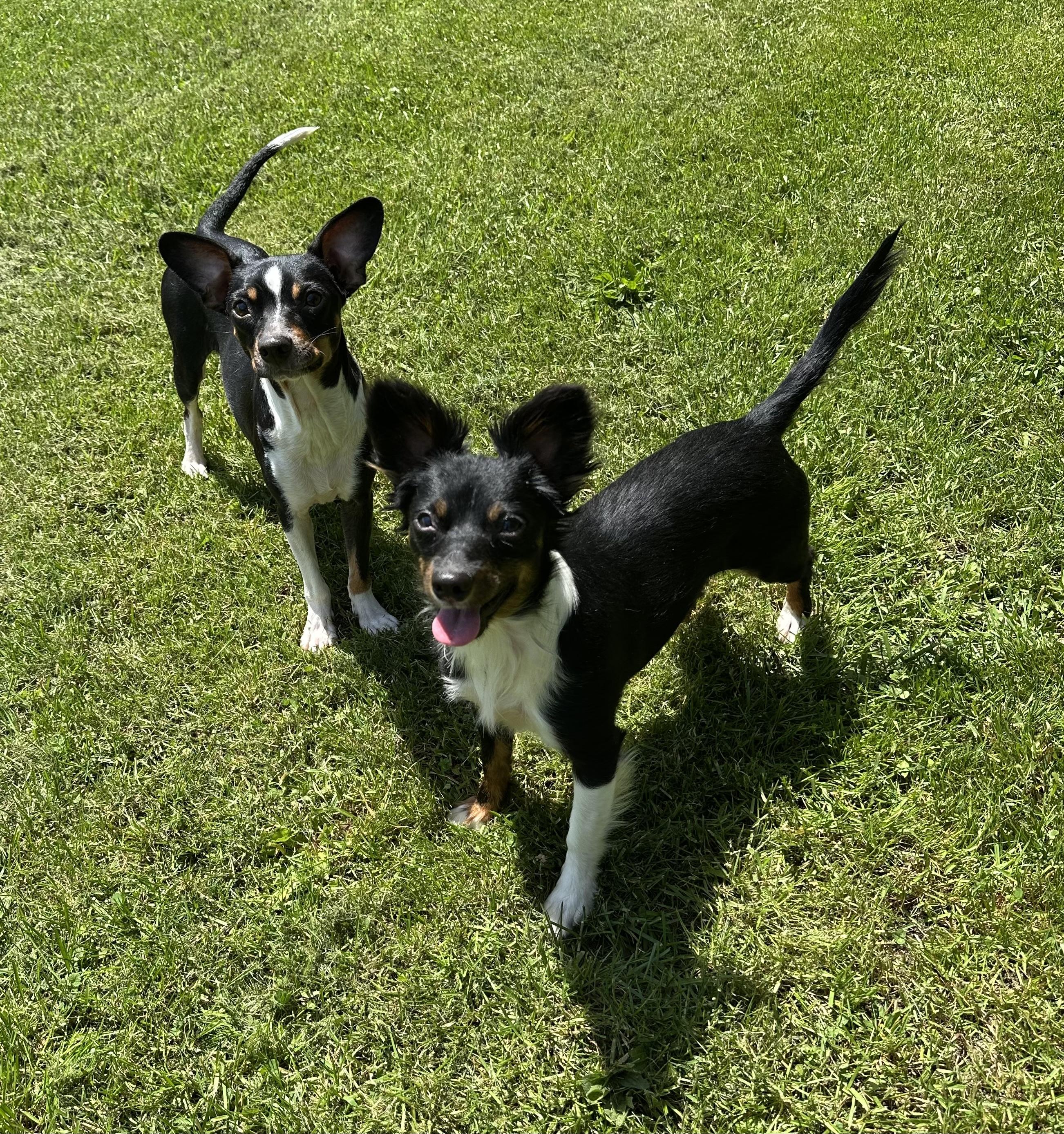 Trixie, a ADOPTABLE Mixed Breed in Rochester , NY image 3/6