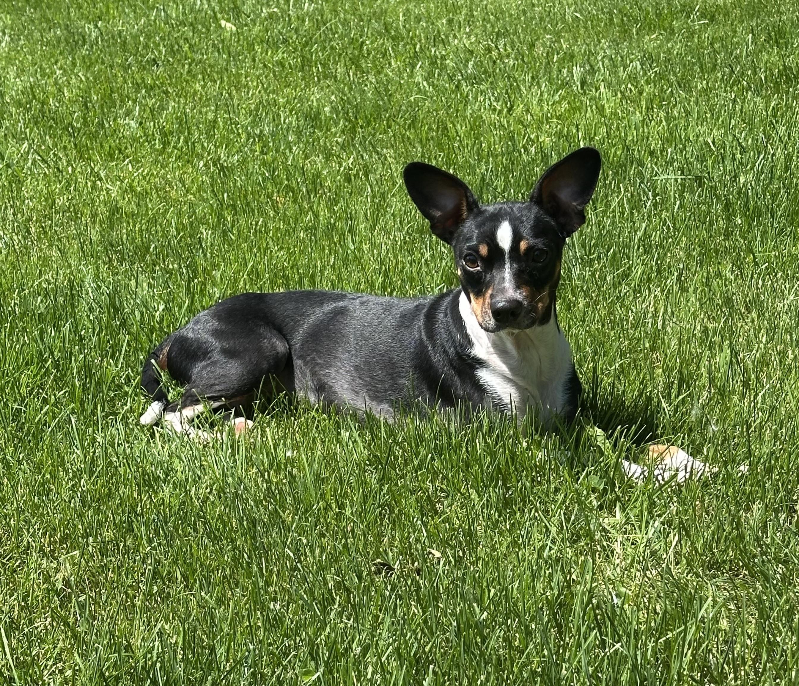 Trixie, a ADOPTABLE Mixed Breed in Rochester , NY image 2/6