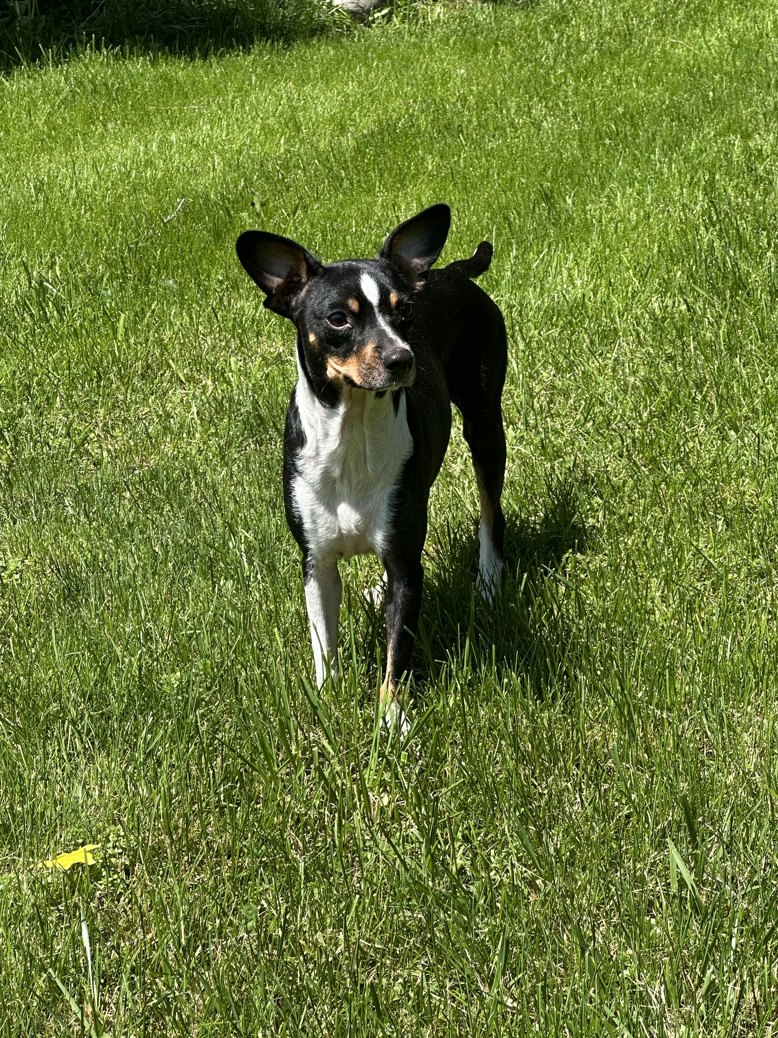 Trixie, a ADOPTABLE Mixed Breed in Rochester , NY image 6/6