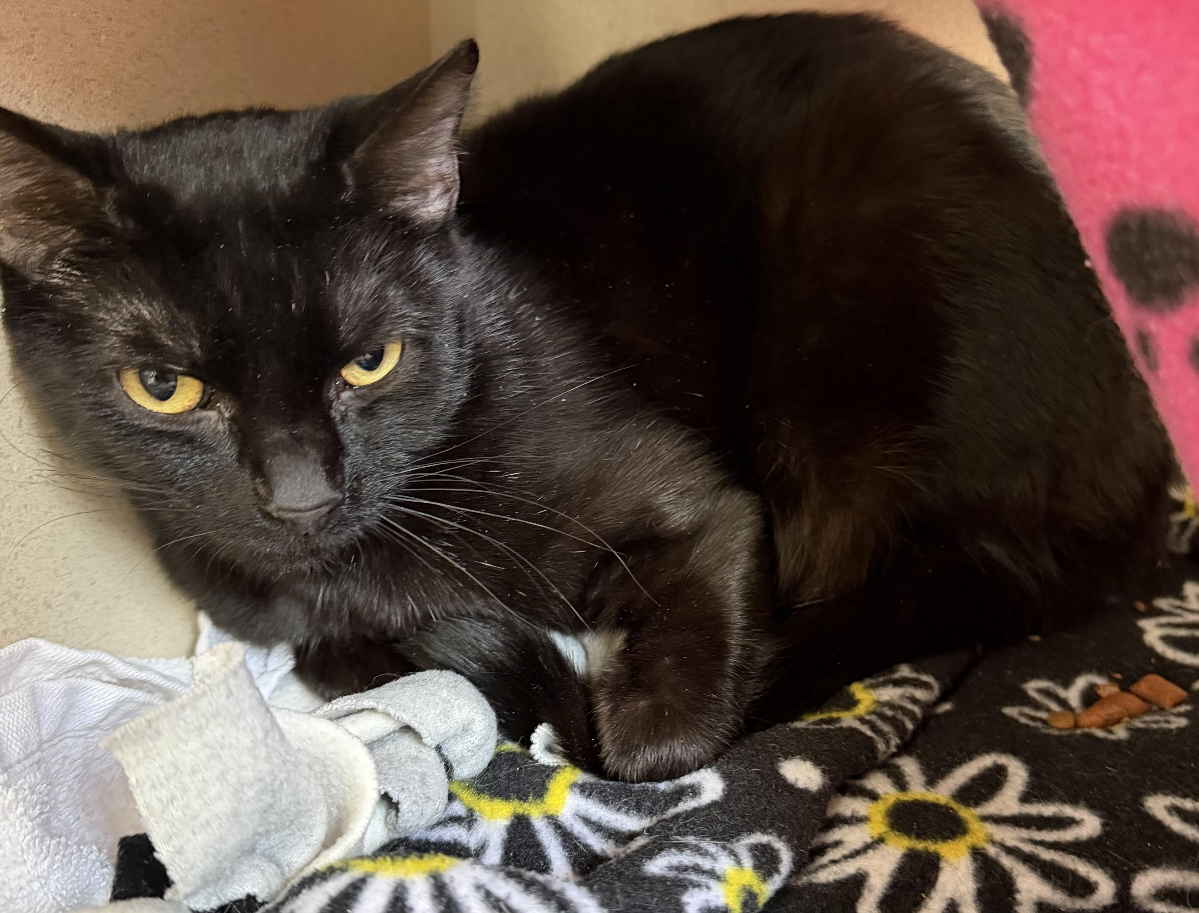 Gibson and Gailiea , ADOPTABLE, Young Female Domestic Short Hair.