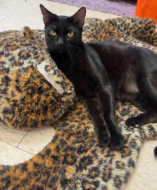 Gibson and Gailiea , ADOPTABLE, Young Female Domestic Short Hair.