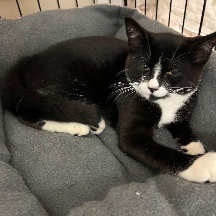 PJ, an adoptable Domestic Short Hair in Avon, NY image 2/3
