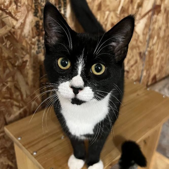 PJ, an adoptable Domestic Short Hair in Avon, NY image 3/3