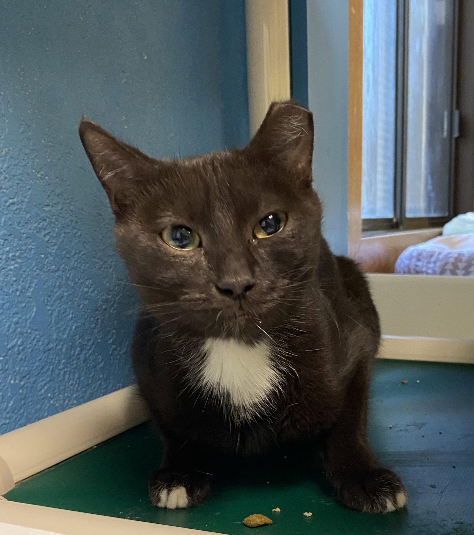 Enlarge Tuck, a Adoptable Domestic Short Hair in Fargo, ND image 1/2