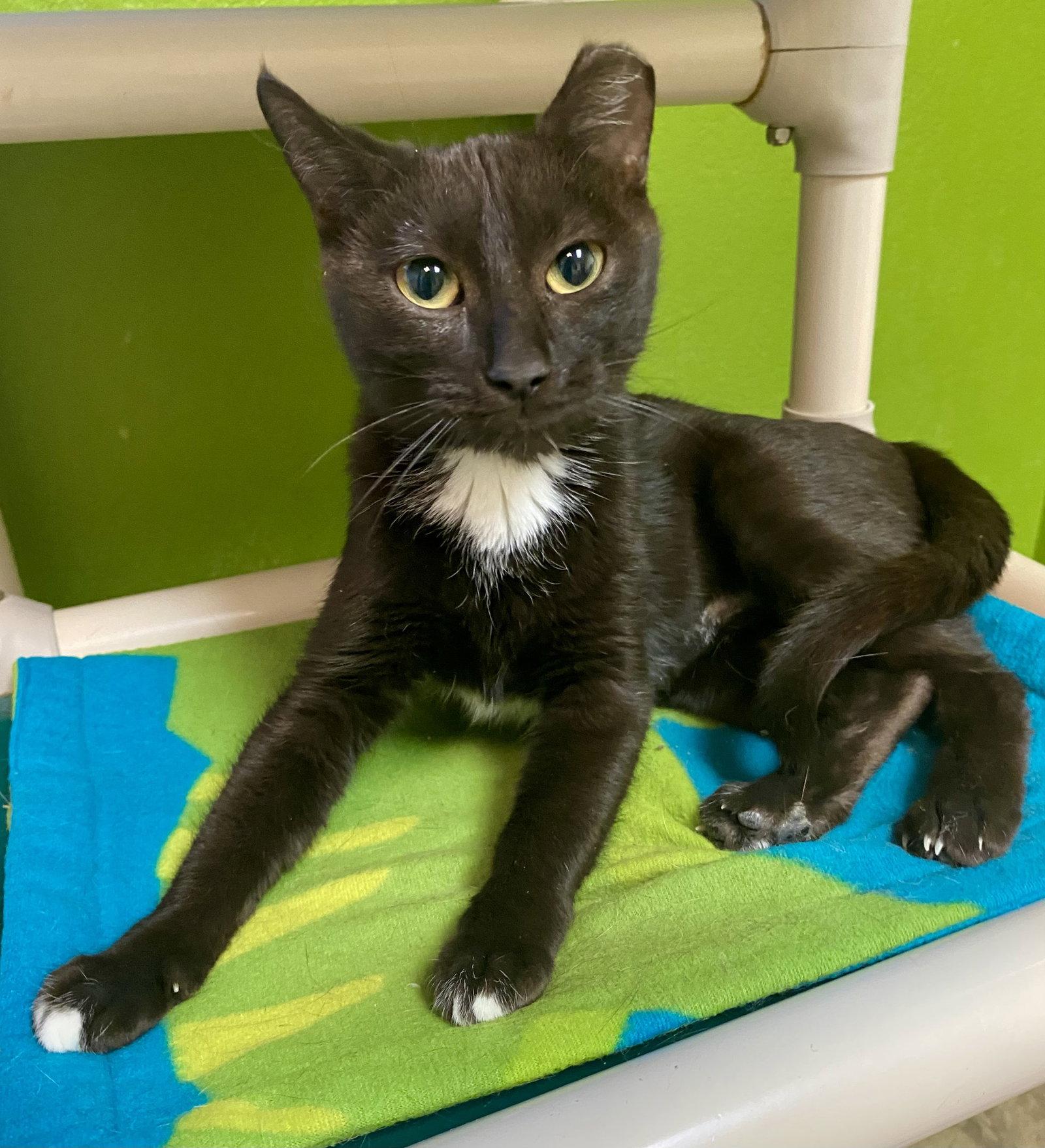 Enlarge Tuck, a Adoptable Domestic Short Hair in Fargo, ND image 2/2