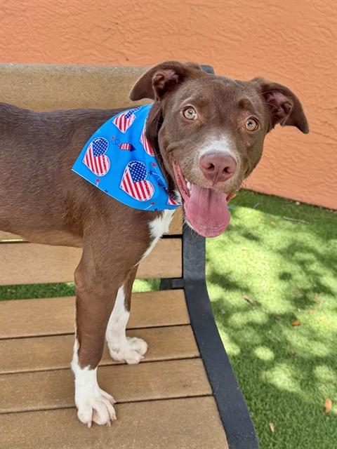 JULIE, Adoptable, Young Female Pointer & Mixed Breed.