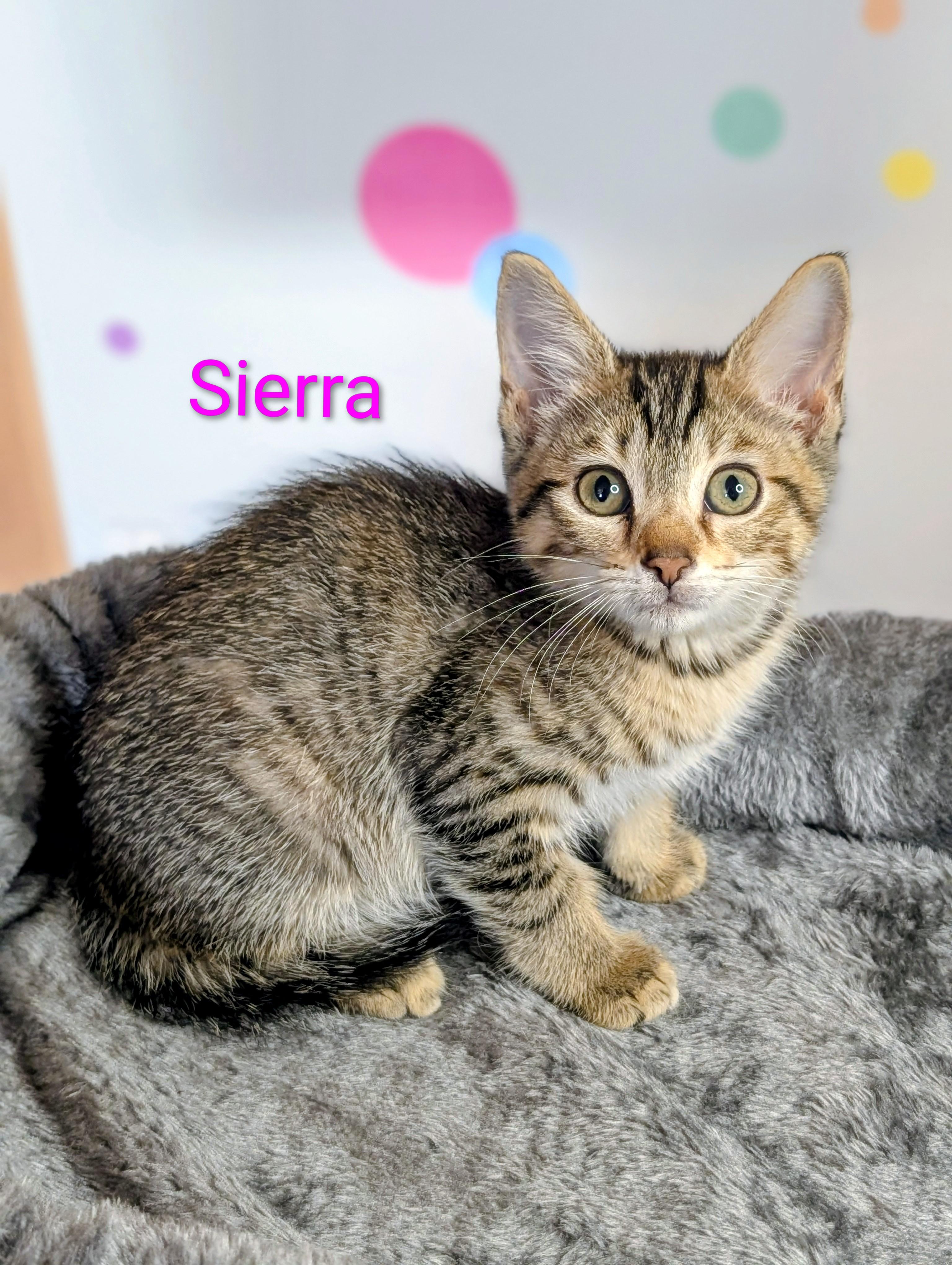 Sierra, Adoptable, Kitten Female Domestic Short Hair.