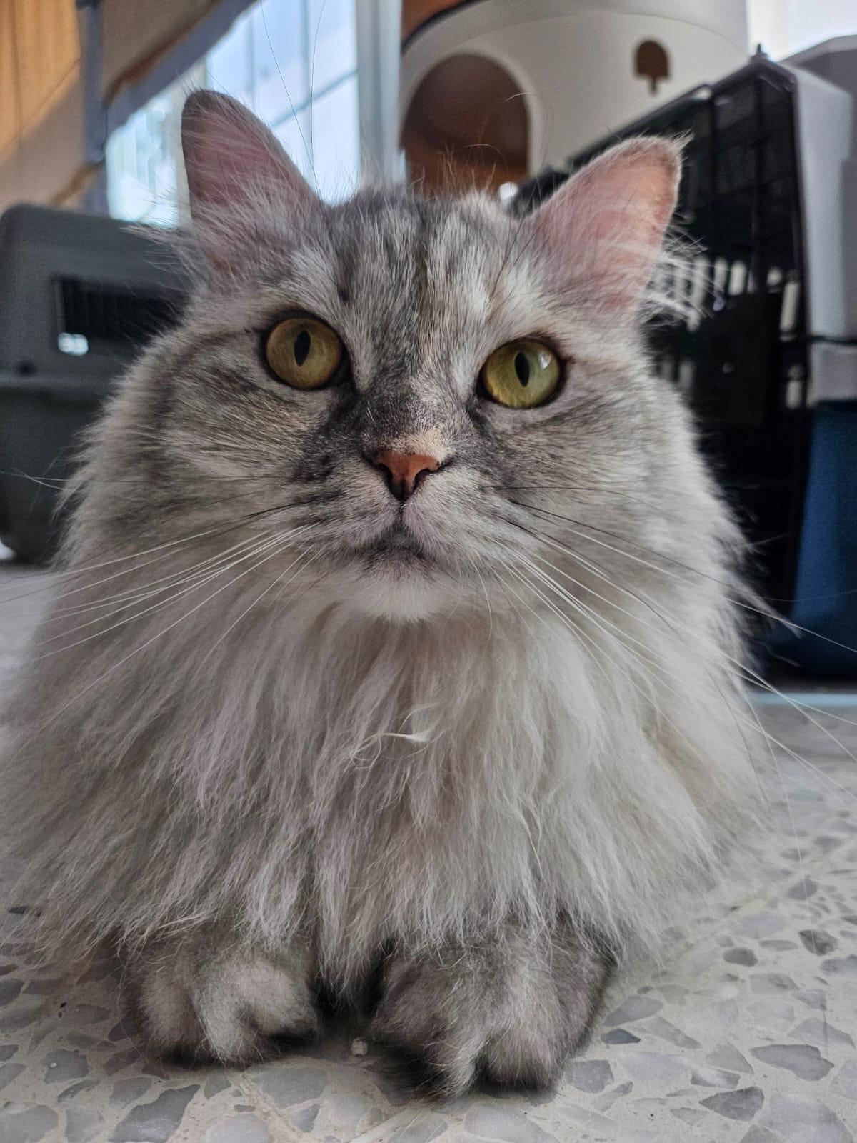 Enlarge Dreamfyre, an adopted Domestic Long Hair in Maplewood , NJ image 4/6