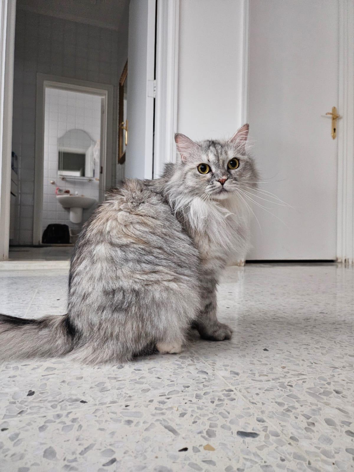 Enlarge Dreamfyre, an adopted Domestic Long Hair in Maplewood , NJ image 3/6