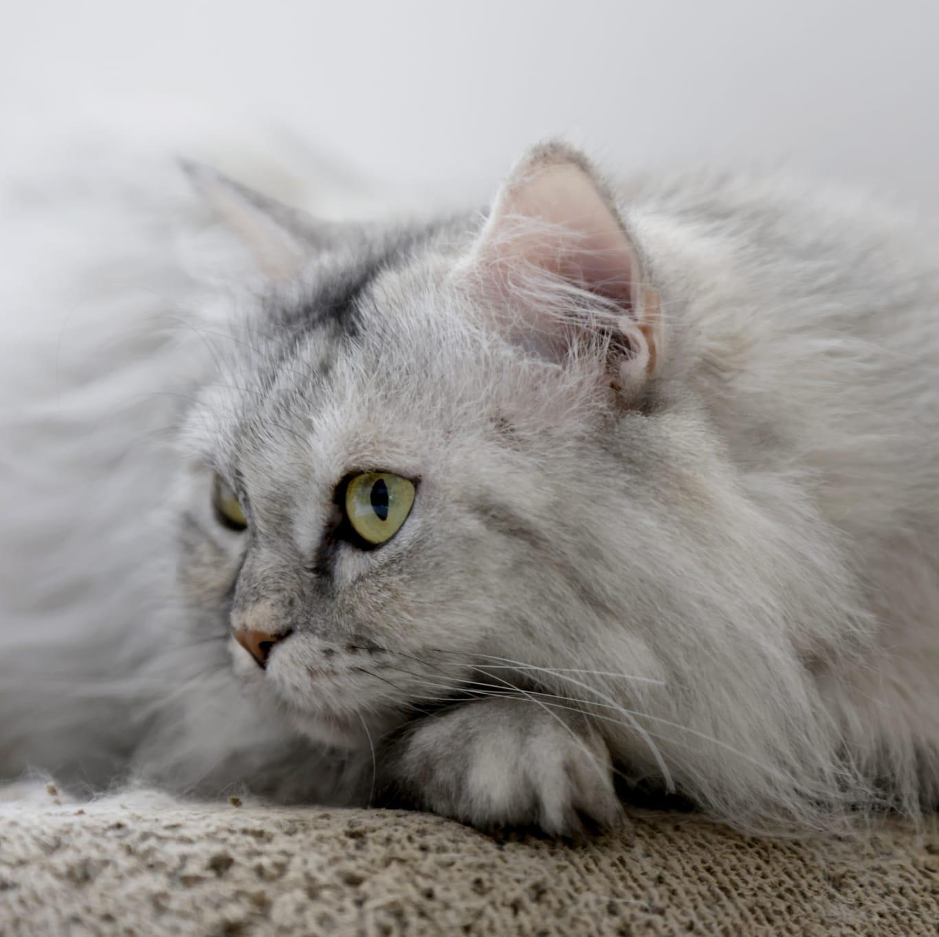 Enlarge Dreamfyre, an adopted Domestic Long Hair in Maplewood , NJ image 6/6