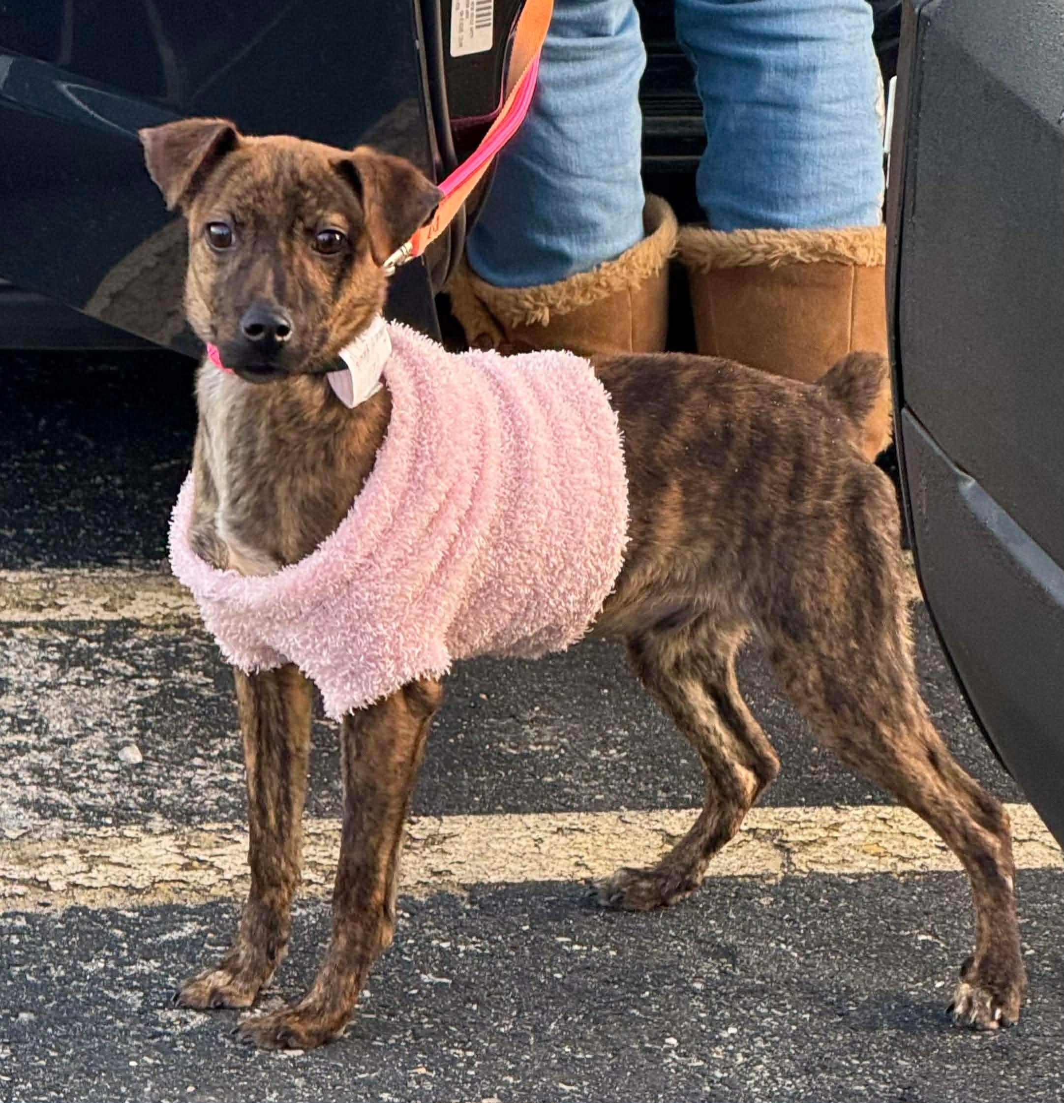 Taco (Foster Needed!), ADOPTABLE, Young Male Chihuahua & Feist.