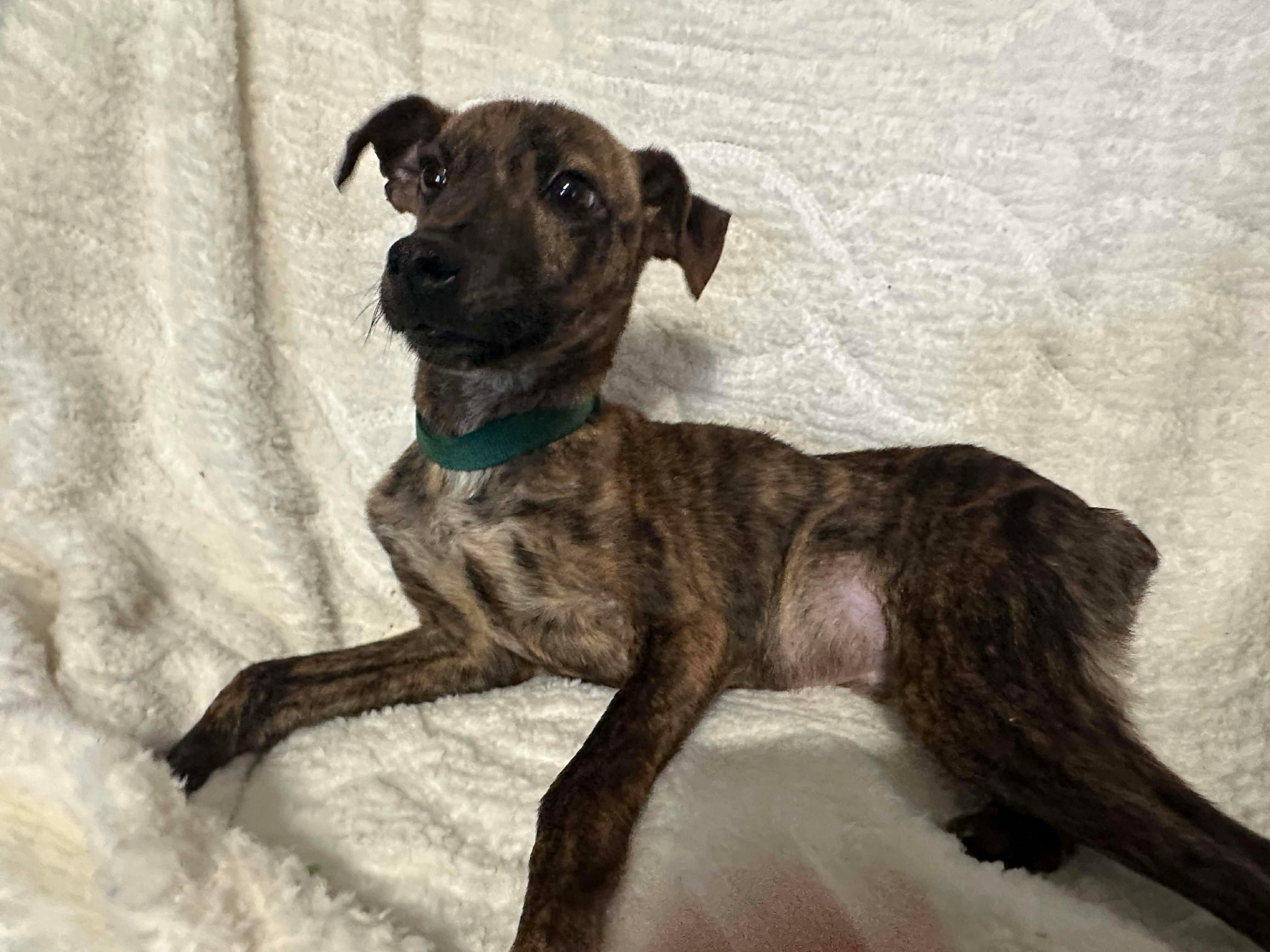 Enlarge Taco (Foster Needed!), a ADOPTABLE mixed breed in Westwood, NJ image 3/4