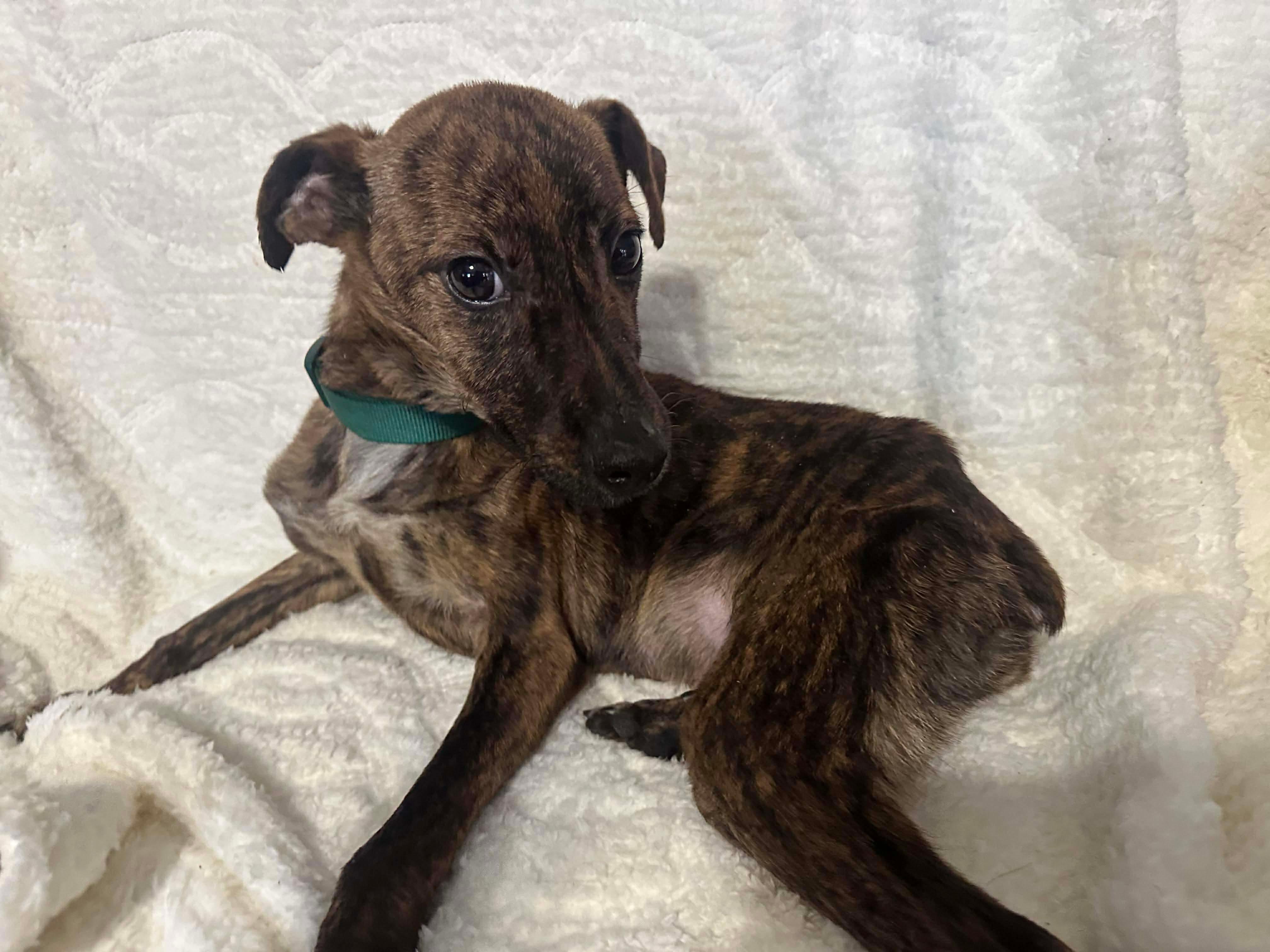 Enlarge Taco (Foster Needed!), a ADOPTABLE mixed breed in Westwood, NJ image 2/4