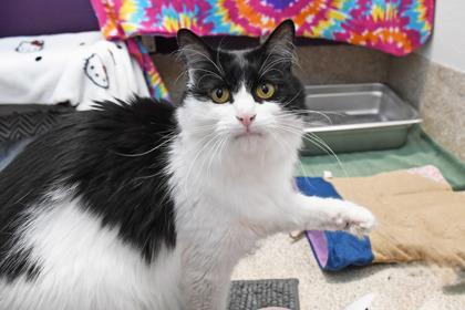 Gossamer, Adoptable, Adult Male Domestic Medium Hair & Domestic Short Hair.
