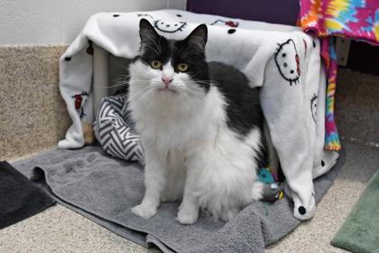 Enlarge Gossamer, a Adoptable mixed breed in Scotia, NY image 2/3