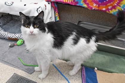 Enlarge Gossamer, a Adoptable mixed breed in Scotia, NY image 3/3