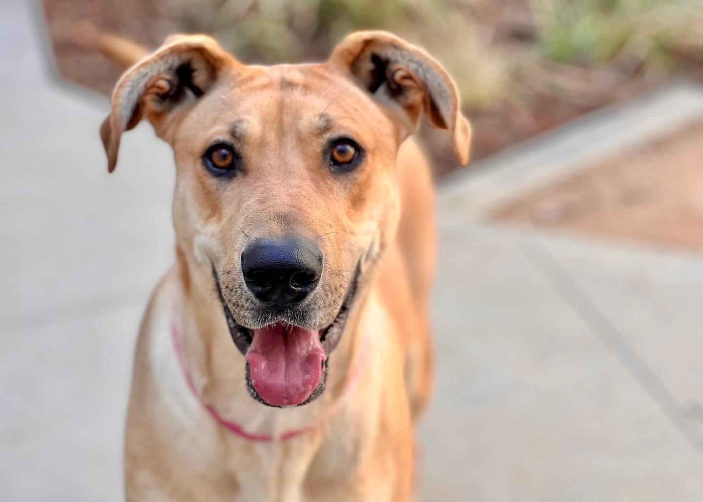 Enlarge Tianq, a Adoptable Great Dane in Portland, OR image 1/6