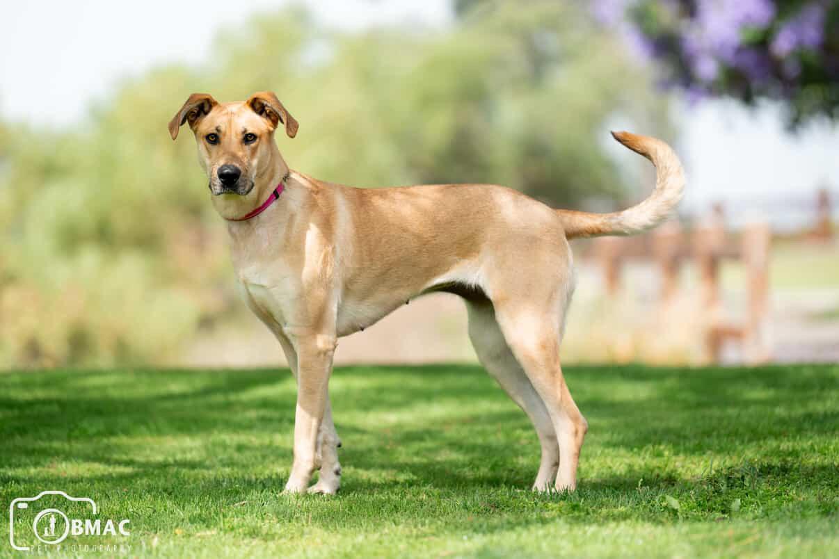 Enlarge Tianq, a Adoptable Great Dane in Portland, OR image 6/6
