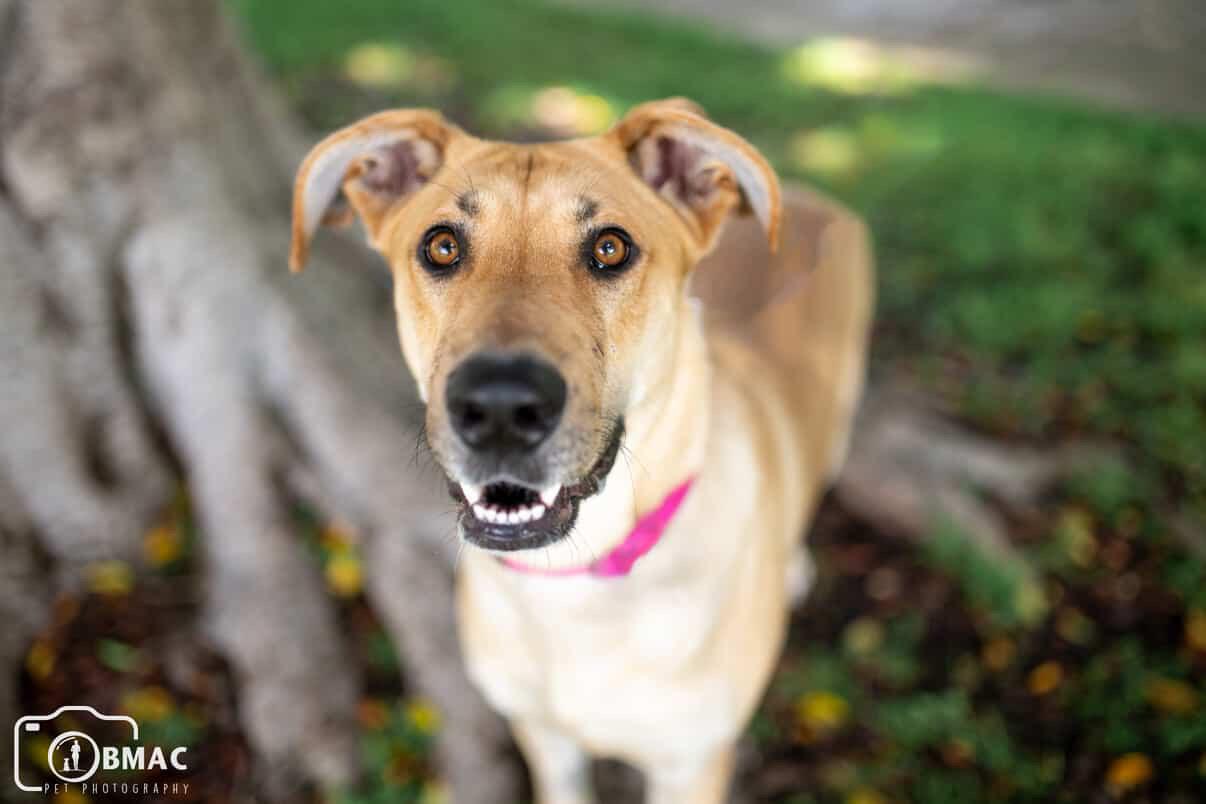 Enlarge Tianq, a Adoptable Great Dane in Portland, OR image 5/6