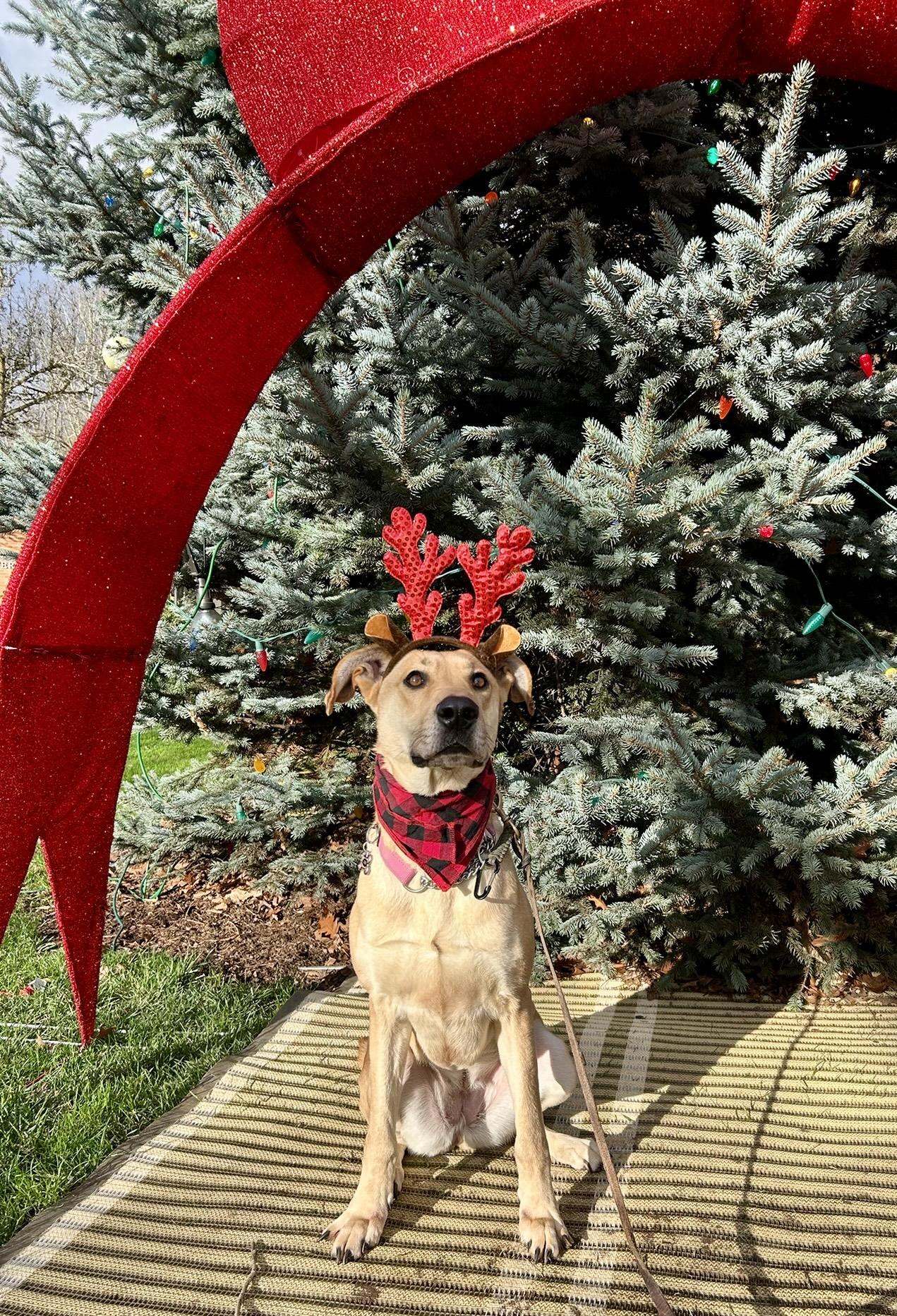 Enlarge Tianq, a Adoptable Great Dane in Portland, OR image 2/6