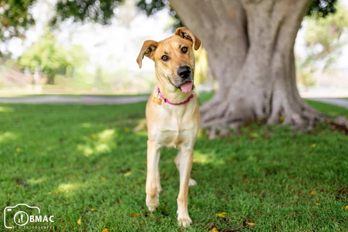 Enlarge Tianq, a Adoptable Great Dane in Portland, OR image 4/6