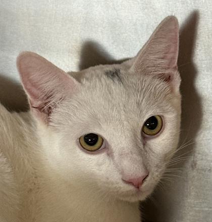 Modi, Adoptable, Young Male Domestic Short Hair & Domestic Short Hair.