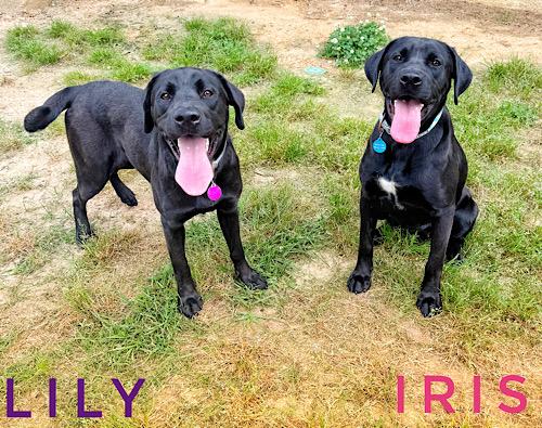 Enlarge Iris #10, an adopted Black Labrador Retriever in Killingworth, CT image 4/5