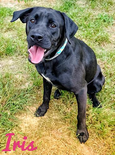 Enlarge Iris #10, an adopted Black Labrador Retriever in Killingworth, CT image 2/5