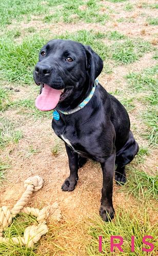 Enlarge Iris #10, an adopted Black Labrador Retriever in Killingworth, CT image 1/5
