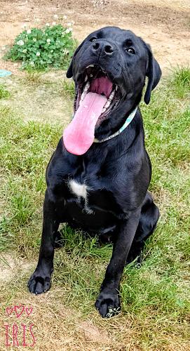Enlarge Iris #10, an adopted Black Labrador Retriever in Killingworth, CT image 3/5