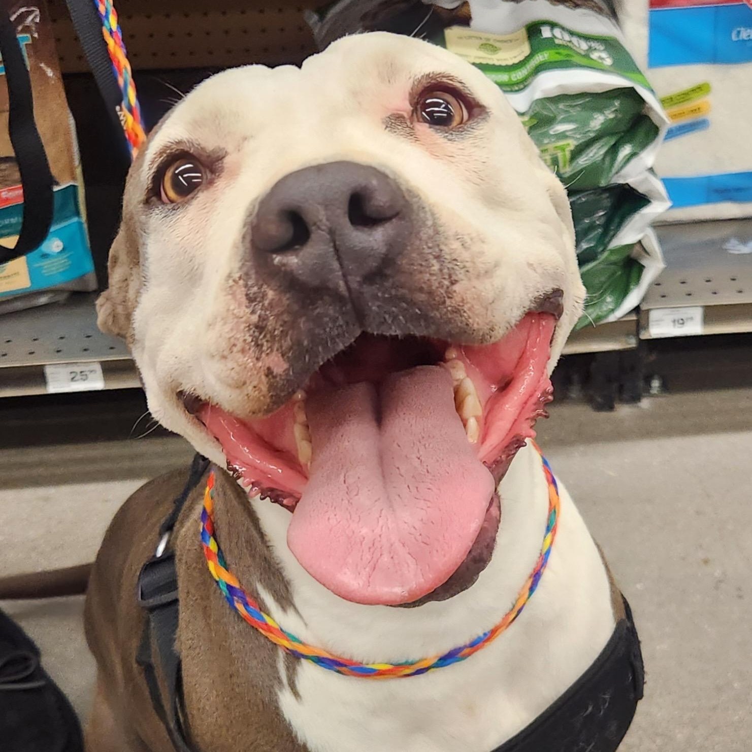 LUNA (pit), Adult Female unknown