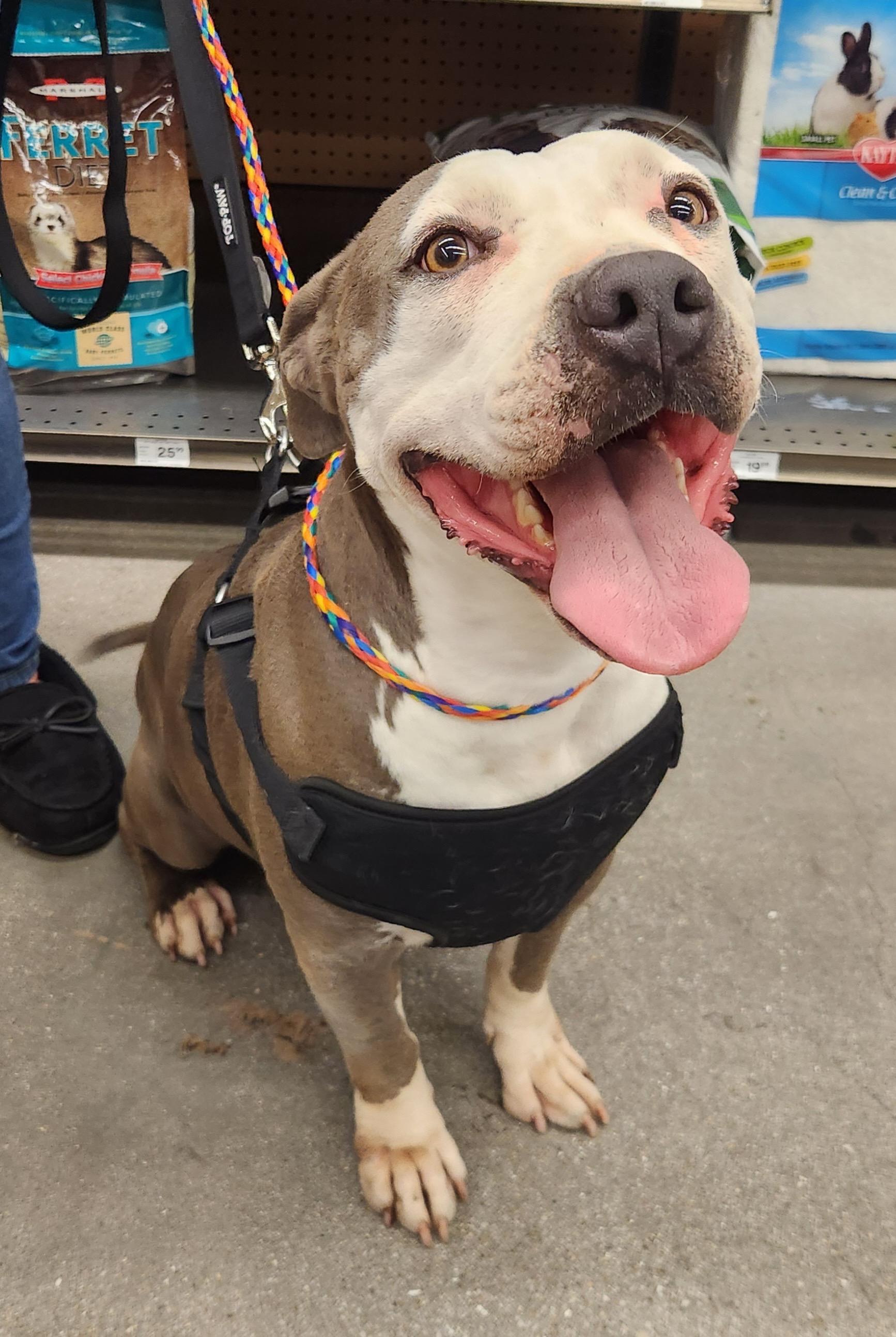 LUNA (pit) photo 3