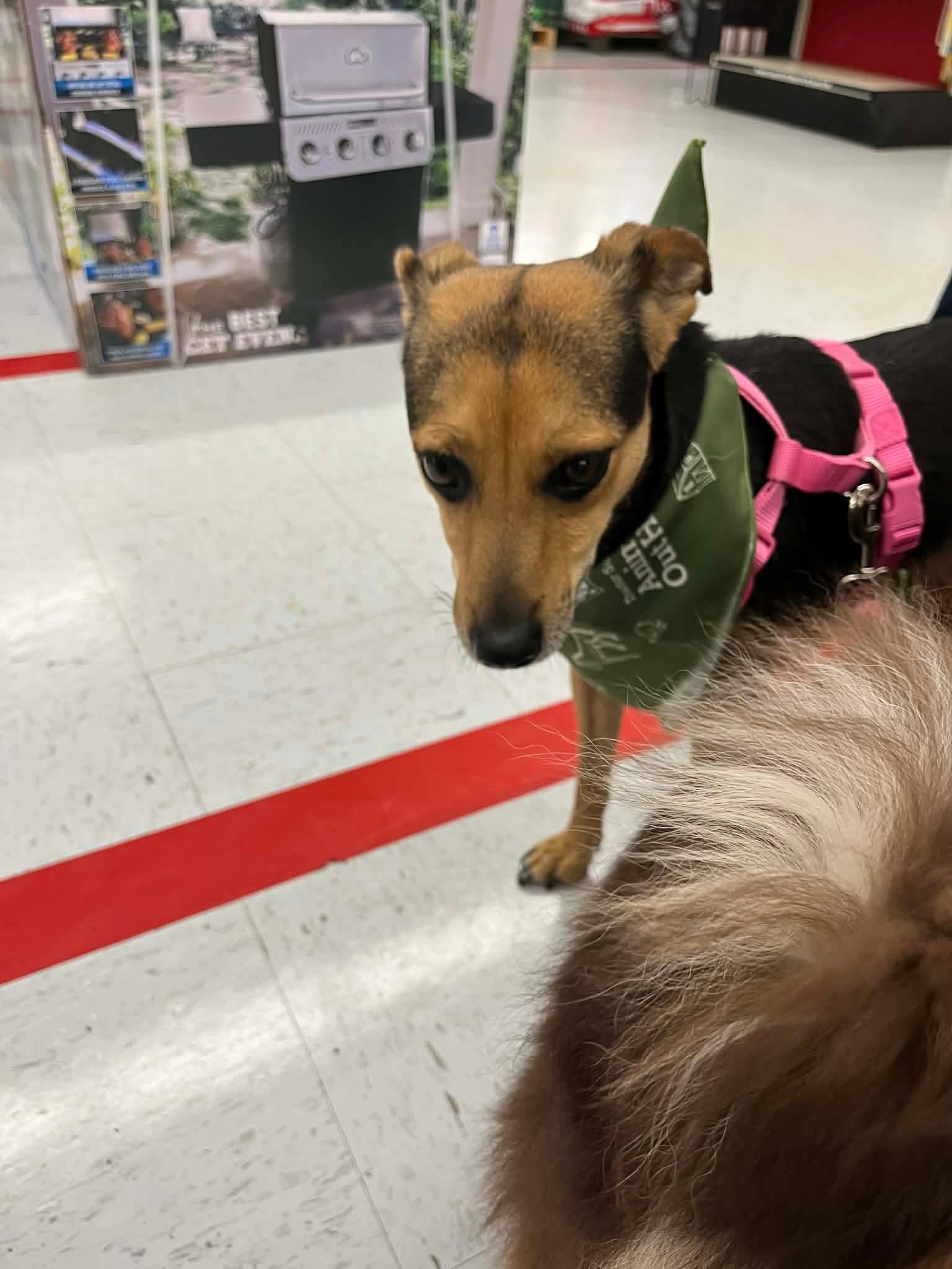 Enlarge Lilly, a Adoptable mixed breed in Eatontown, NJ image 2/4