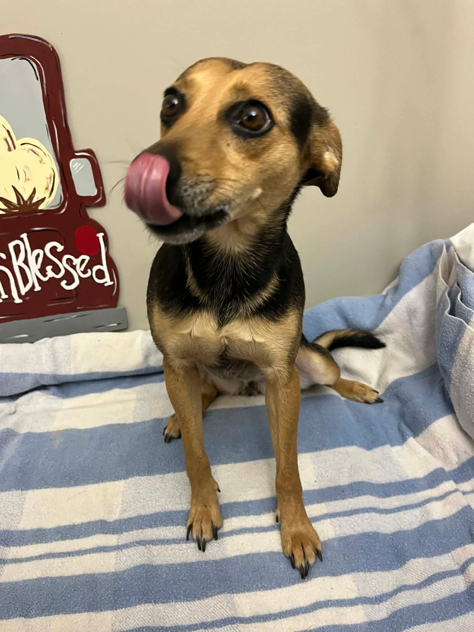 Lilly, Adoptable, Young Female Mixed Breed.