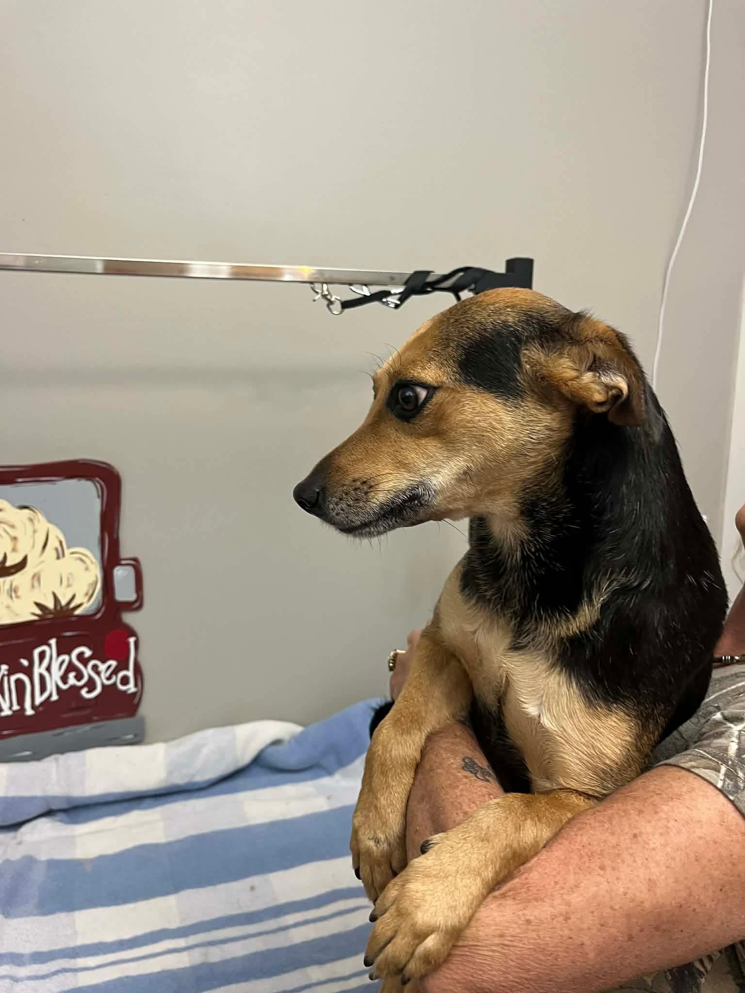 Enlarge Lilly, a Adoptable mixed breed in Eatontown, NJ image 3/4