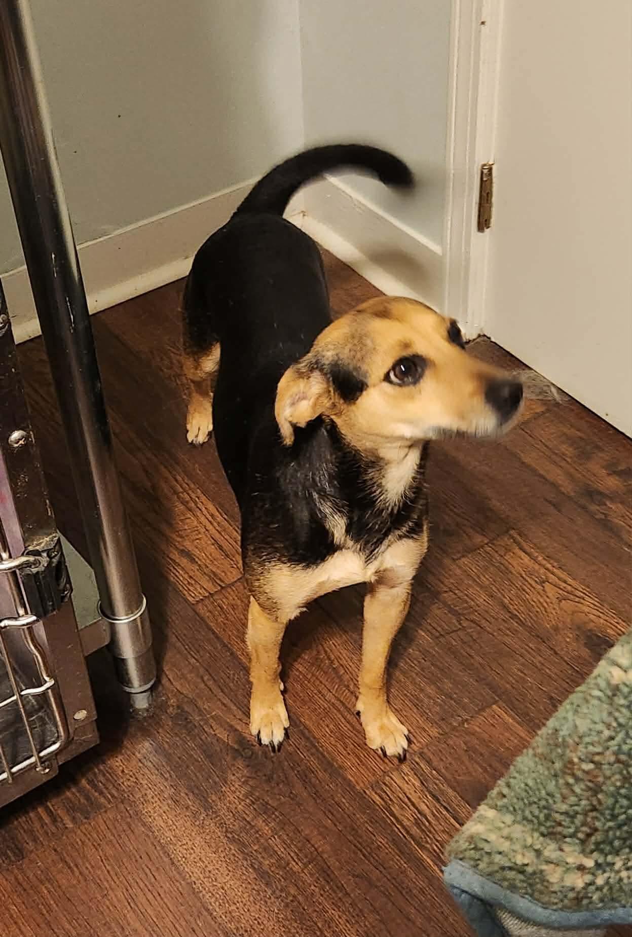 Enlarge Lilly, a Adoptable mixed breed in Eatontown, NJ image 4/4