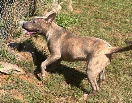 Gypsy, Adoptable, Young Female Pit Bull Terrier.
