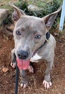 Enlarge Gypsy, a Adoptable Pit Bull Terrier in Carrollton, GA image 2/3