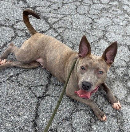 Enlarge Gypsy, a Adoptable Pit Bull Terrier in Carrollton, GA image 3/3