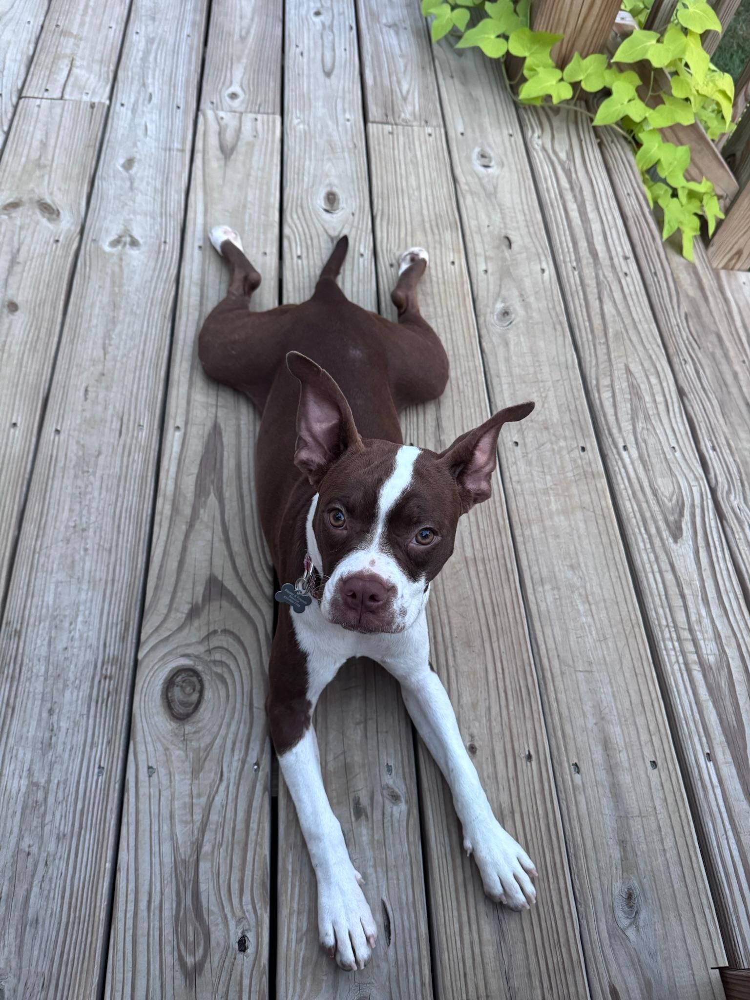 Enlarge Dumpling, a Adoptable mixed breed in Nashville, TN image 6/6