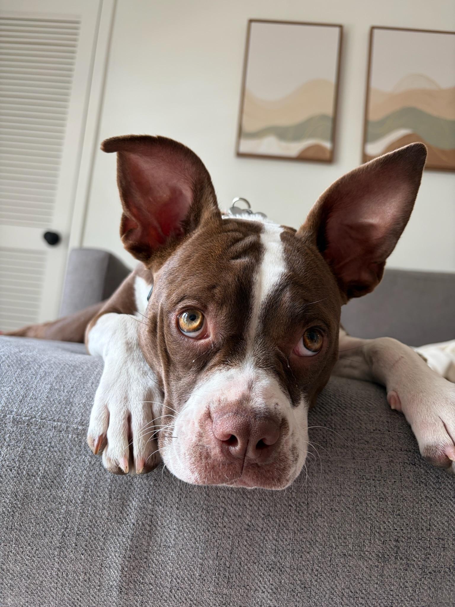 Enlarge Dumpling, a Adoptable mixed breed in Nashville, TN image 3/6