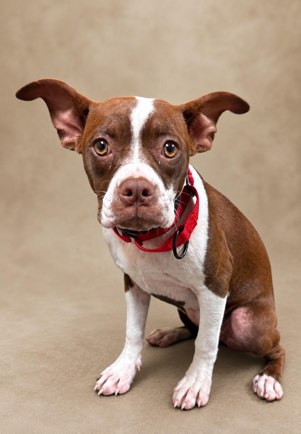 Dumpling, a ADOPTABLE mixed breed in Nashville, TN image 2/2