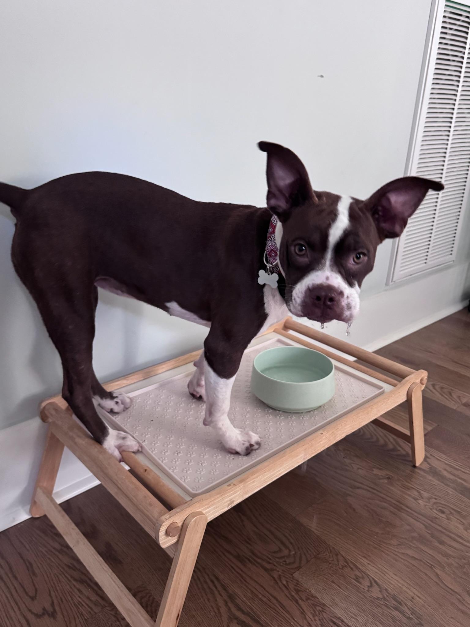 Enlarge Dumpling, a Adoptable mixed breed in Nashville, TN image 5/6