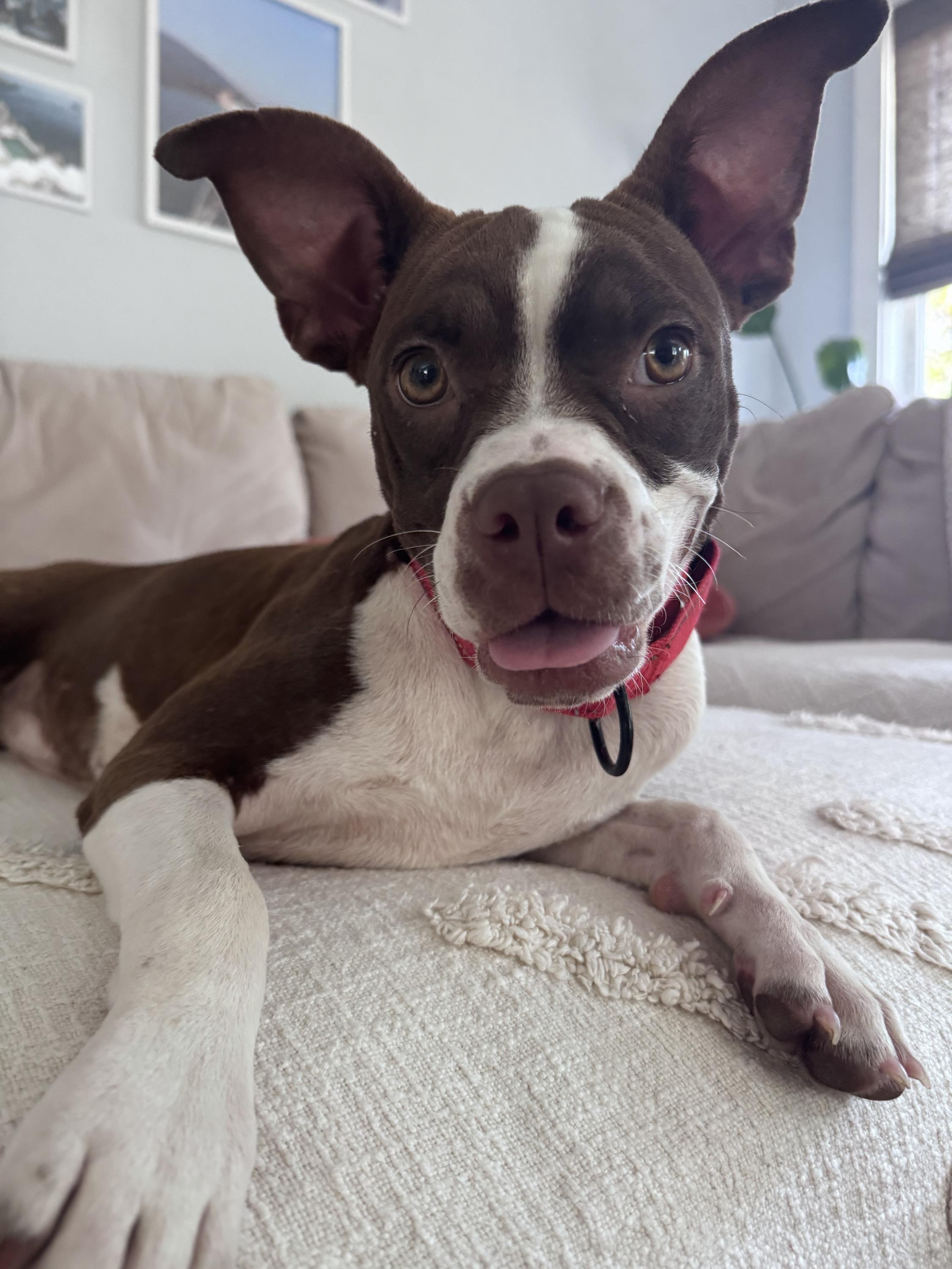 Dumpling, ADOPTABLE, Young Female Boston Terrier.